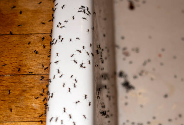 Best Best Pest Control Companies  in Hernando Beach, FL